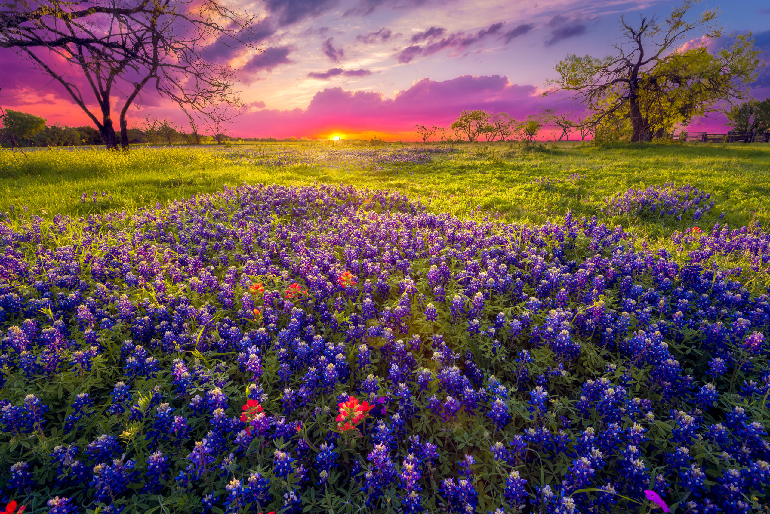 A field full of purple and red flowers with sunset in the behind