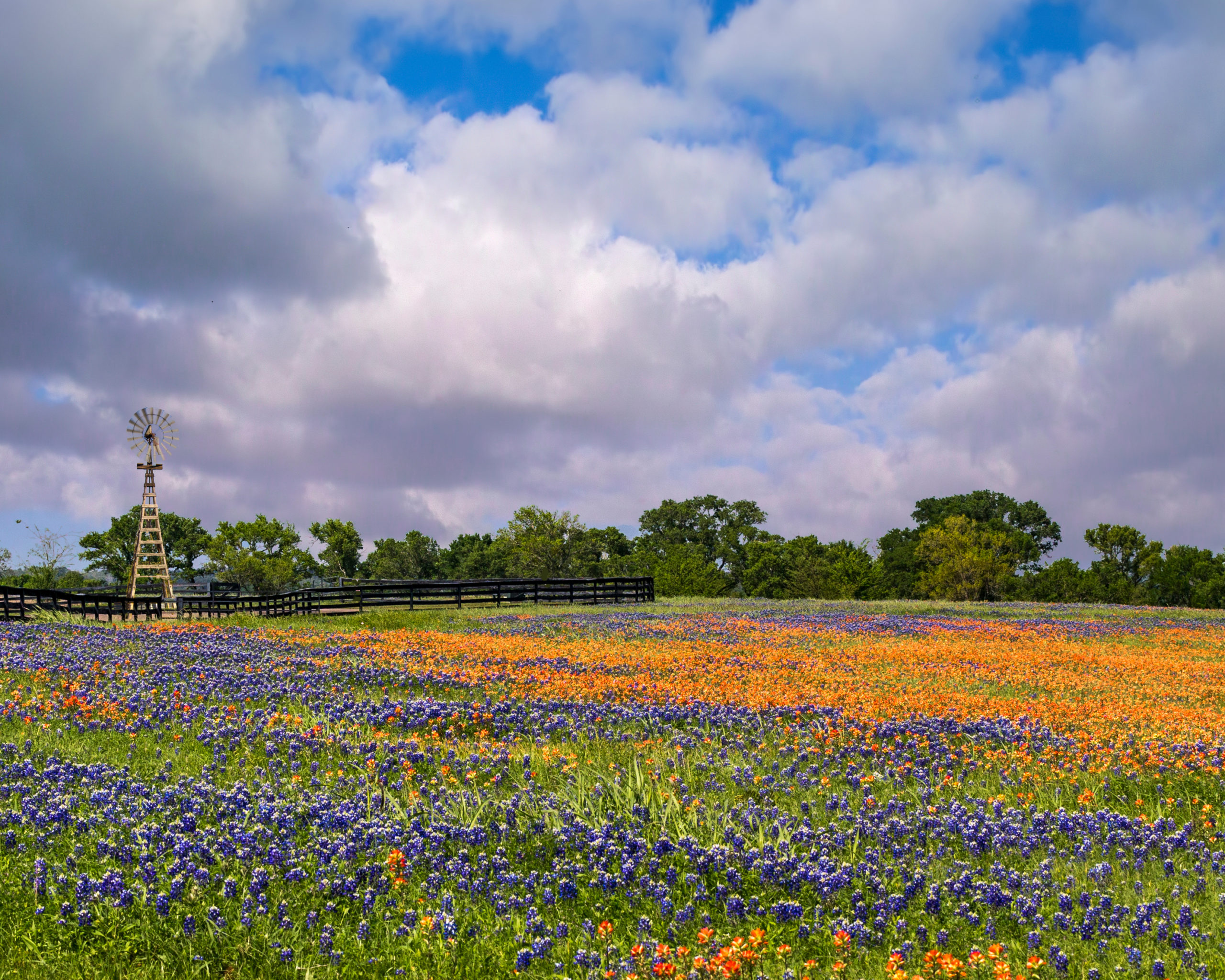 A field full of blue and orange flowers under a cloudy sky