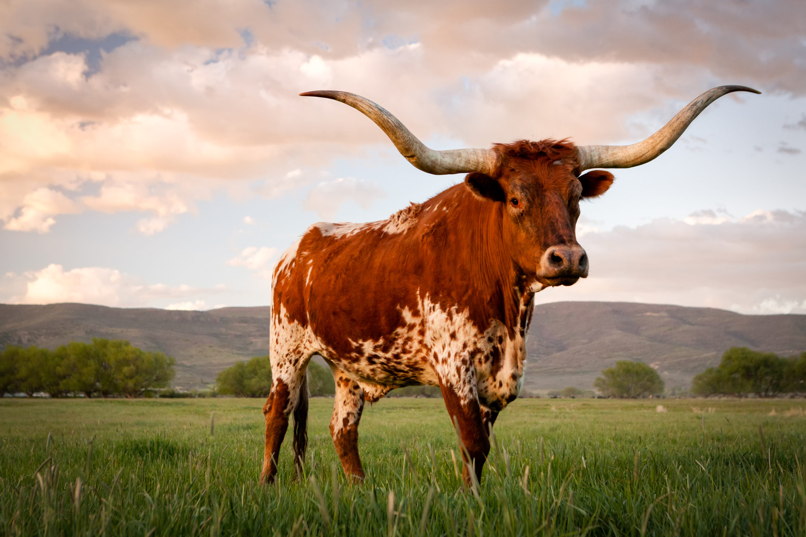 bull with big horns standing on the green field with mountains behind